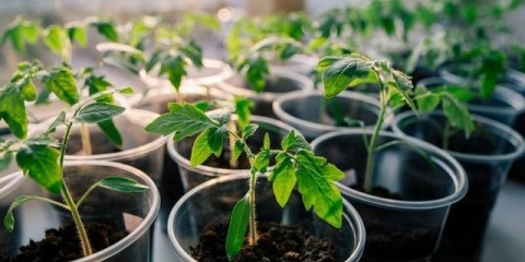 Sadnice paradajza slabo rastu šta da radite